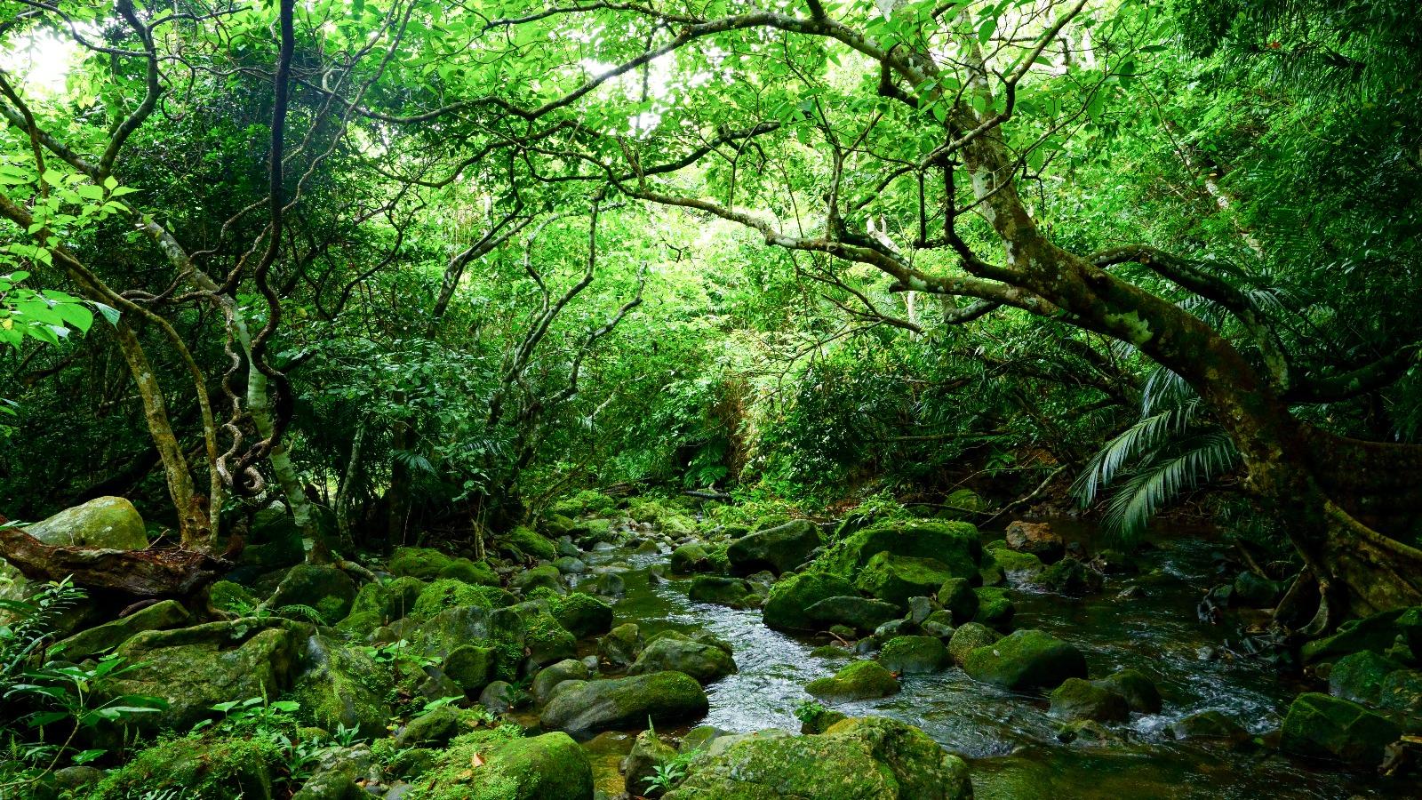 Jungle