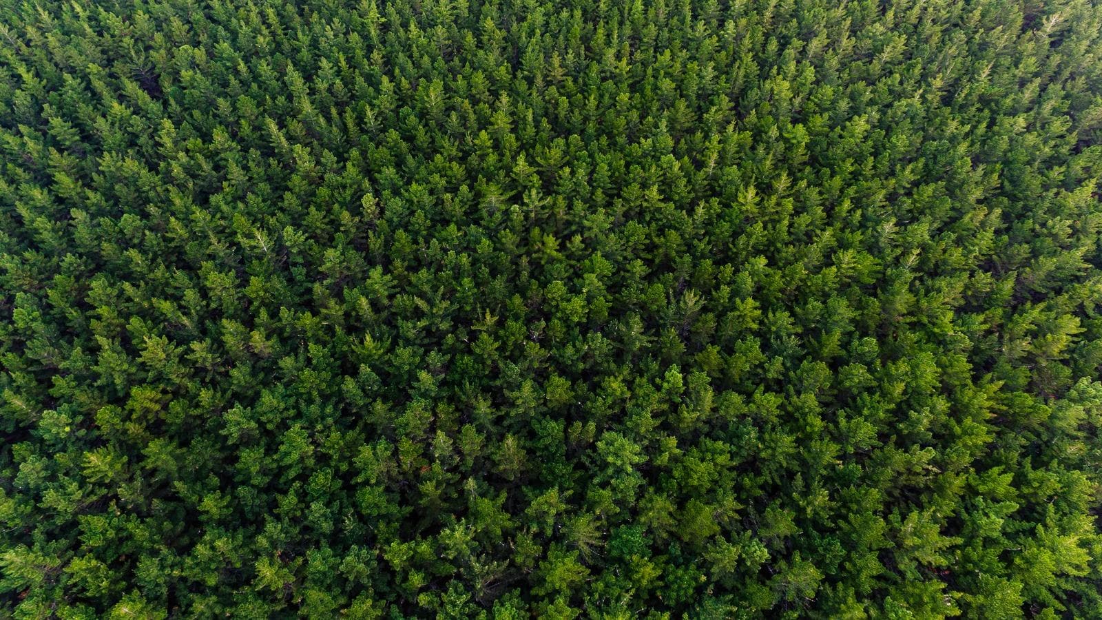 EUDR: Key Updates and Actionable Strategies 