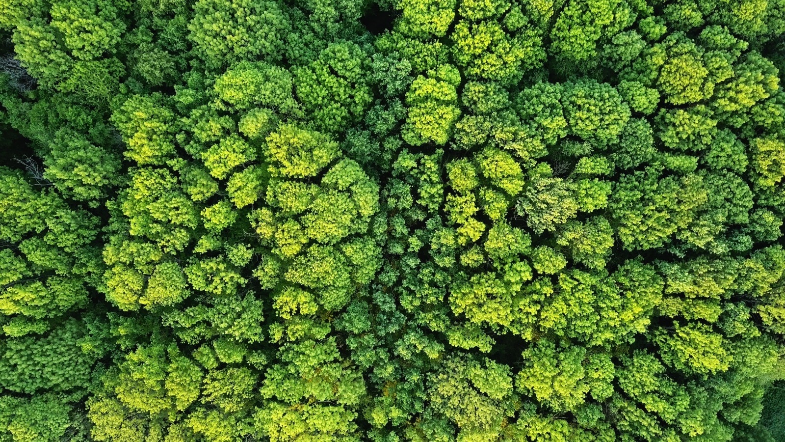 Wald von oben